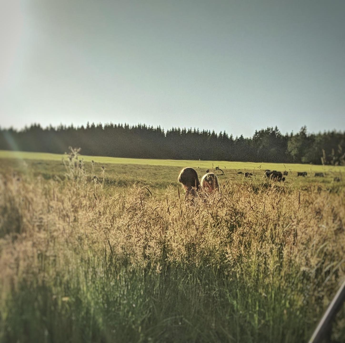 Victorhof Landurlaub Deine Auszeit Im Gruenen, Umgeben Von Wald & Wiesen มอนเชา ภายนอก รูปภาพ
